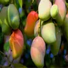 Importierte Samen 1 Stücke 100% wahre Mango Pflanzen Sehr Lecker gesunde grüne Frucht bonsai Sehr Einfach Wachsen Für Hausgarten Anlage freies Verschiffen