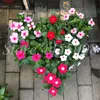 200 Stcs Samen gemischte Farbe Periwinkle Bonsai Blume Vinca Abdeckung hinter House Jardin Flores Topf Mini -Gartenpflanzen für Blumen Pot256b
