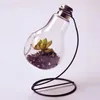 Bulb Form Glas Vase Micro Landscape Eco Flaska med hållare