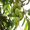 Importierte Samen 1 Stücke 100% wahre Mango Pflanzen Sehr Lecker gesunde grüne Frucht bonsai Sehr Einfach Wachsen Für Hausgarten Anlage freies Verschiffen