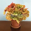 300 stücke Einzigartige Bonsai Begonia Blume Pflanzensamen, Hofbalkon Coleus Topf Blume, Variante Komplett, die angehende Rate 97%