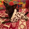 Moda Soft Leopard Imprimir Pet Dog Roupas Roupas Traje Yorkshire Chihuahua Dog Roupas Pequeno Cachorro Cachorro Casaco