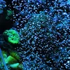 5 Maatluchtpomp Zandsteen Aquarium Zuurstofpomp Verse Air Stone Bubble Bar Aquarium Fish Tank Beluchter Pomp