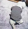 フレンチブルドッグのための冬の温かい犬の服チワワ用コットンパーカー小犬のための縞模様のコートペット子犬フード付きジャケットxxl5631487