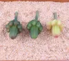 Künstliche Sukkulenten Pflanzen Kaktus Pflanzenblume Kopfgarten Blume Arrangement Accessoires PVC anpassen Säulen Sukkulente Dekoration