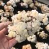 Rå mineraler Blandad slumpmässig storlek Slumpmässig Färgfri Form Natural Stone Calcit Cluster 2000 gram Rough Crystal Flowers Specimen Collection