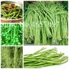 50 pc / sacchetto semi cinese lungo fagioli Vigna unguiculata piante lungo Podded Cowpea Tasty Snake Bean Orto lungo Bean Planta