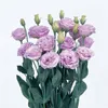 500 Stück / Tasche, seltene Eustoma-Blumensamen, Topfpflanze, Lisianthus, Mischfarben Blumenpflanze, Abwechslung abgeschlossen, die angehende Rate 97%