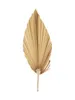 Palm Fan Leaf Dried Flower Natural Dried Palm Leaf Fan Plant DIY Party Art Wall Hanging Wedding Decor5135540