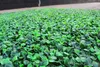 Новый 40x60 см искусственная трава газон Газон моделирование растений ландшафтный дизайн декор стен зеленый газон двери магазин изображение фон трава газоны