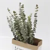 Enkele tak natuurlijke gedroogde eucalyptus gedroogde bloemen simulatie boeket thuis woonkamer bruiloft literaire decoratie cadeau bloemen1229n