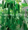 400pcs 씨앗 오이 식물 식물 열린 토양 재배 식물을위한 초기 일본 품종 야채 가정 정원 분재 식물 FL324U