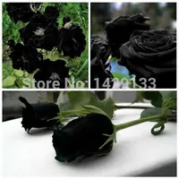 Free Shipping China Rare Black Rose Flower Seeds 200pcs High Quality Easy to Plant Family Garden Seeds La rosa negra Semillas