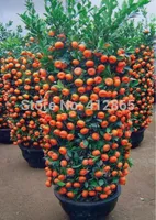 30 Pieces /Bag Top Selling High Quality Bonsai Sweet Orange Tree Seeds Organic Fruit Tree Seeds Free Shipping For Home Garden