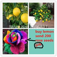20 Lemon Tree Seeds,send 200 rainbow rose seeds as gift Bonsai Fruit Tree Seeds For Home Garden for Backyard