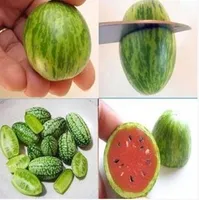 20 graines / sac Pays-Bas importé super petit melon d'eau melon d'eau graine de melon Mini melon d'eau chair fruit