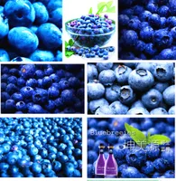 200 pcs Blueberry seed Fruit seeds Potted blueberry seed Free shipping