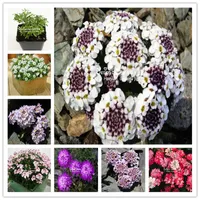 500 PC Biene Blume Bonsai Blumen-Schmetterlings-Orchideen-neue Ankunfts-Gartenbonsai Pflanzensamen Dropshipping Großhandels