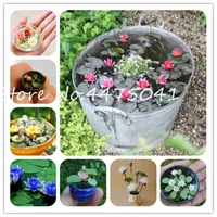 Bonsai 10 piezas Bowl, semillas de plantas bonsai flor de loto, lirio de agua de bricolaje Mini Plantas en maceta interior del pote de germinación tasa de 95% Bonsai Inicio Jardín