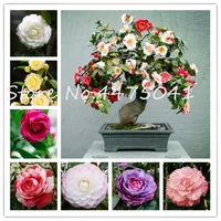 100pcs Rainbow Camellia Bonsai pianta Semi di piante Giardino di fiori, fai da te piante in vaso, vaso interno o esterno flores suolo di germinazione organica tasso di germinazione del 95%