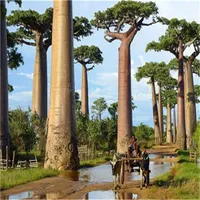 Verkauf! 200 PC Samen Hochwertige Baobab Bonsai-Baum seltene tropische exotische Pflanzengarten Staudenblumentopf Schöne Huge Trunk Pflanzen