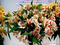 Großer Verkauf! 100 Stücke Alstroemeria Samen Peruanische Lilie Alstroemeria Inca Bandit Prinzessin Lily Bonsai Blumensamen Planta Für Hausgarten