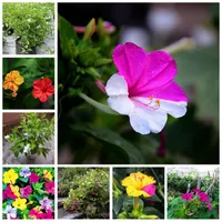 Heißer Verkauf 40 Stück Samen Regenbogen Jasmin Pflanzen Duftpflanze Misch Mirabilis Jasmine Bonsai Topf Planta für DIY Hausgarten-Pot-Dekor