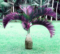 50 adet tohumları şişe Palm bonsai egzotik Lady Palm kapalı bitkiler Rhapis Excelsa DIY ev Bahçe ağacı bitkiler hava Arıtma Bonsai bitki
