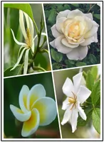 100 шт. / Пакет Gardenia jasminoides Bonsai Flower Очень Ароматные Цветы Белый Мыс Жасмин Цветущий Цветок для ДОМАШНИХ УЧАСТКОВ