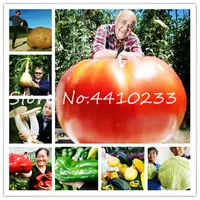 200 adet Orijinal GAINT Bonsai bitki tohumları domates, soğan, mantar, biber, lahana, fasulye, kabak, Patates Taze sebze Bonsai Bahçe Bitkileri