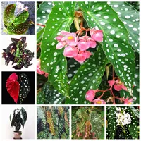 200PC / påse frön Begonia Bonsai blomma växt trädgård terrass utomhus färg blad Begonia Planta Potted Family Garden Perennial plantering