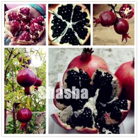 100 개 / 홈 정원 실내 또는 야외 과일 나무를위한 가방 희귀 블랙 석류 분재 씨앗 중국어 큰 석류 맛있는 과일