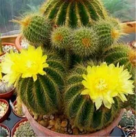 Venta caliente! Bonsai planta 500 piezas semillas Cactus raras Lithops hierba perenne plantas Bonsai jardín balcón decoración plantas flor