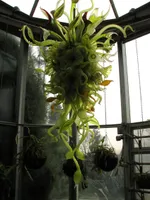 Indoor-Handgeblasenes Glas Nepenthes-Kronleuchter Pendelleuchten Laubdesign Verschiedenes Hängende Kronleuchter Beleuchtung mit LED-Birnen