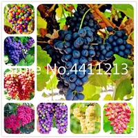 100 Adet / torba Nadir Renk Parmak Üzüm Bonsai Bitki Tohumları Organik Heirloom Meyve, Doğal Büyüme Üzüm, Ev ve Bahçe için Bonsai Pot Bitkiler
