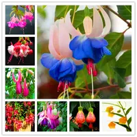 Großer Verkauf! 100pcs / bag Fuchsia Hybrida flores, Laterne Blumen plantas, Bonsai-Anlage für Hausgarten, Mischfarbe