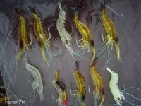 10cm leurres couleurs crevettes leurre