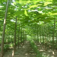 500 stks zaden 100% hoge kwaliteit Paulownia ELONGATA NIEUWE FOREST BOOM BONSAIS, 200 stks / pak Snelle groeiende boom bonsai plant voor thuis tuin