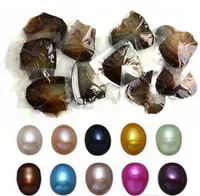 Großhandel Austern mit gefärbten natürlichen Perlen in Pearl Party-Austern in der Masse offen zu Hause Perlen-Austern mit Vakuumverpackung DHL-freies Schiff