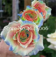 100 Pcs seeds Rose Bonsai ,Rare Color ,Rich Aroma, Exotic Chinese Diy Home Garden Plant Crazy Promotion Fast Growing Planting Season Purify The Air Absorb Harmful Gases
