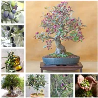 10 sztuk nasiona drzewo oliwne Bonsai Olea Europaea 10 Egzotyczne świeże ogrodowe dostawy ogrodowe Naturalne wzrostu różnorodność kolorów Dekoracyjne krajobrazy Kiełkowanie 95%