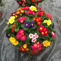 100 adet çuha çiçeği tohumları güzelleştirici ve hava temizleme çimlenme oranı% 95 hepsi bir yaz ikamet için tüm renkler çeşitli dekoratif peyzaj aerobik saksı