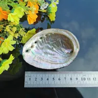 5 tamanhos Abalone Shell Decoração Náutica Seashell Beach Wedding Shells Oceano Decor Jóias DIY DIY Soap Dish Aquarium Home Decor H Jllobb