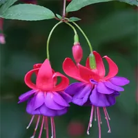 100 adet Begonya Fuşya Fuchsia Çiçek Tohumları Patio Çimen için Bahçe Malzemeleri Bonsai Bitkiler İnanılmaz Doğal Büyüme Renk Çeşitli Renkler Arıtma Havayı Zararlı Gazlar Absorbe