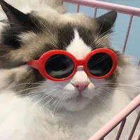 نظارات شمسية أزياء جميلة بيضاوية نظارات للقطط الكلاب الحيوانات الأليفة النظارات