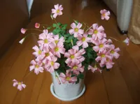 100 adet Tohumlar Nadir Egzotik Gökkuşağı Oxalis Kuzukulağı Ahşap Bonsai Çiçek Bitkileri Şallar Mor Yonca Çok Yoğun Yonca Açık Ev Bahçe