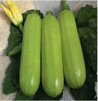 10 stücke Samen / Lot Frisch geerntet Bonsai Geschmack Zucchini Erbstück Gemüse Kochen DIY Garten Die Keimung Rate 95% Schnell wachsende Pflanzsaison Organisch Nicht-GVO