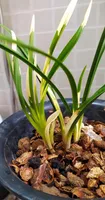 Chinese wild orchid rare greenery plant,Potted orchids Ground-grown Whelan spotted grass