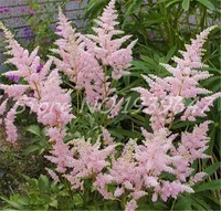 50 Adet Tohumlar Astilbe Chinensis Pumila Çiçekler Çok Yıllık Bitkiler, Tropikal Çiçek Bonsai DIY Ev Bahçe-Kara Mucize Doğal Büyüme Aerobik Saksı Çeşitli Renkler
