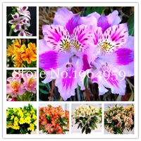 100 adet Tohumlar Perulu Zambak Bonsai Alstroemeria Çiçek Güzel Çiçek Ev Bahçe Bitki Çimlenme 95 Doğal Büyüme Çeşitli Renkler Aerobik Saksı